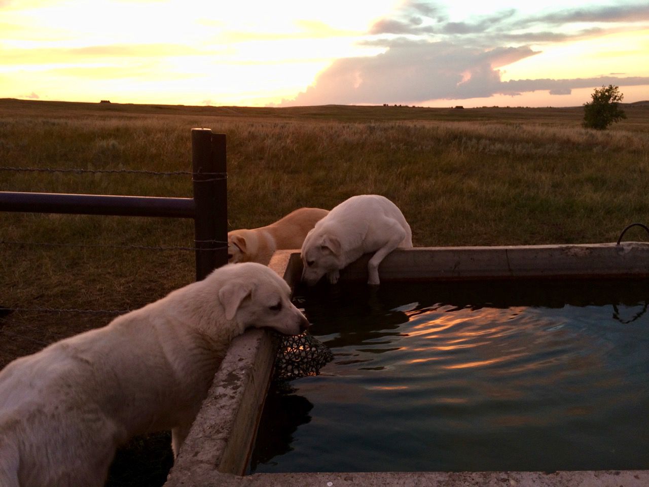 Bear Butte Gardens dogs